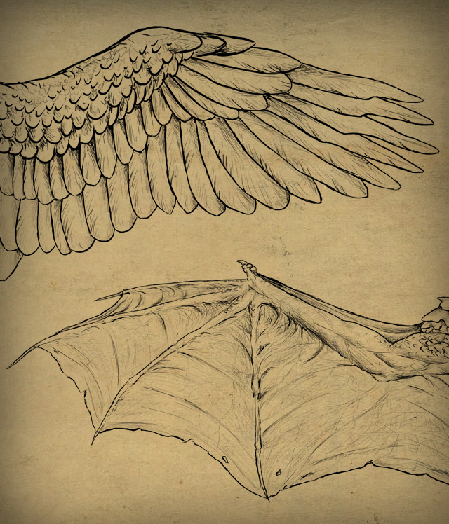 640x748 Taking Flight A Beginner's Guide Into Drawing Wings - Dove Wings Drawing