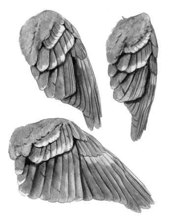 348x450 How To Draw Bird Wings - Dove Wings Drawing