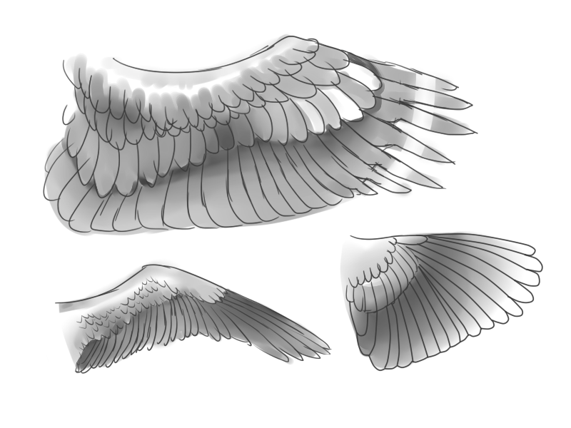 800x600 Ways To Draw Wings - Dove Wings Drawing