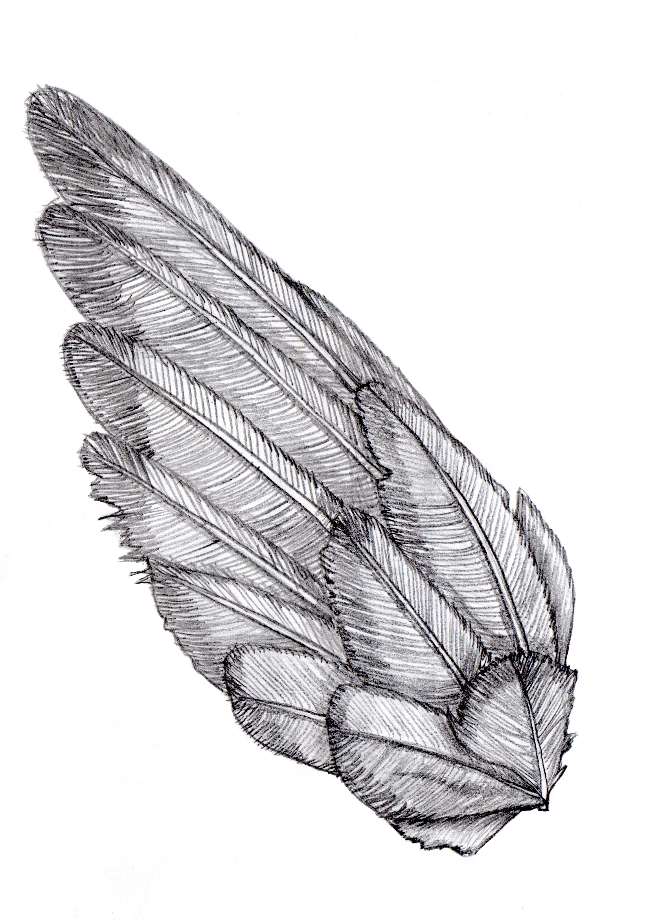 2274x3180 Birds Wings Drawing - Dove Wings Drawing
