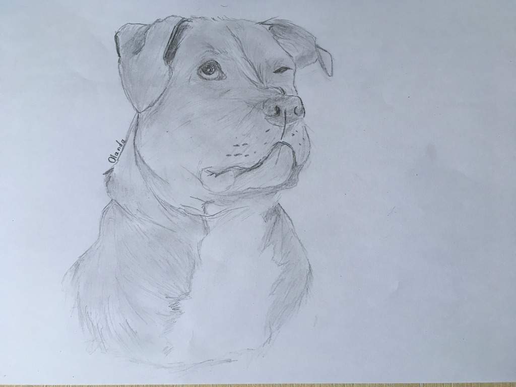 1024x768 Dozer Drawing Dogs Amino - Dozer Drawing