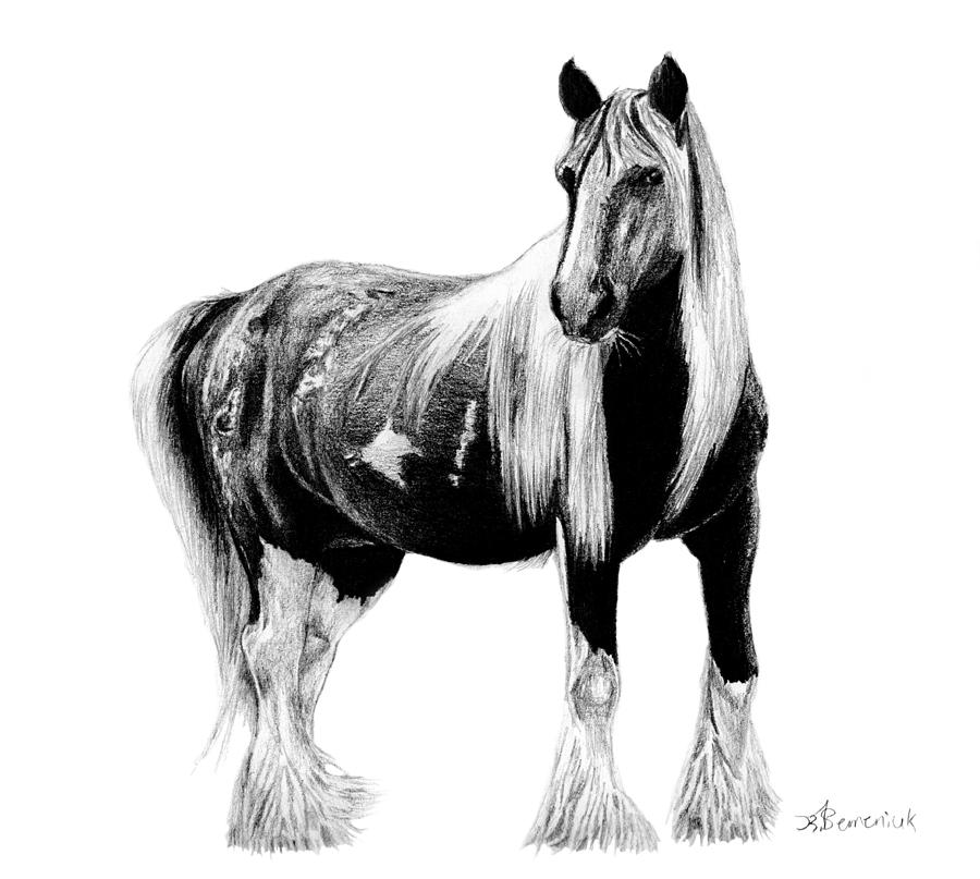 Draft Horse Drawing At Explore Collection Of Draft