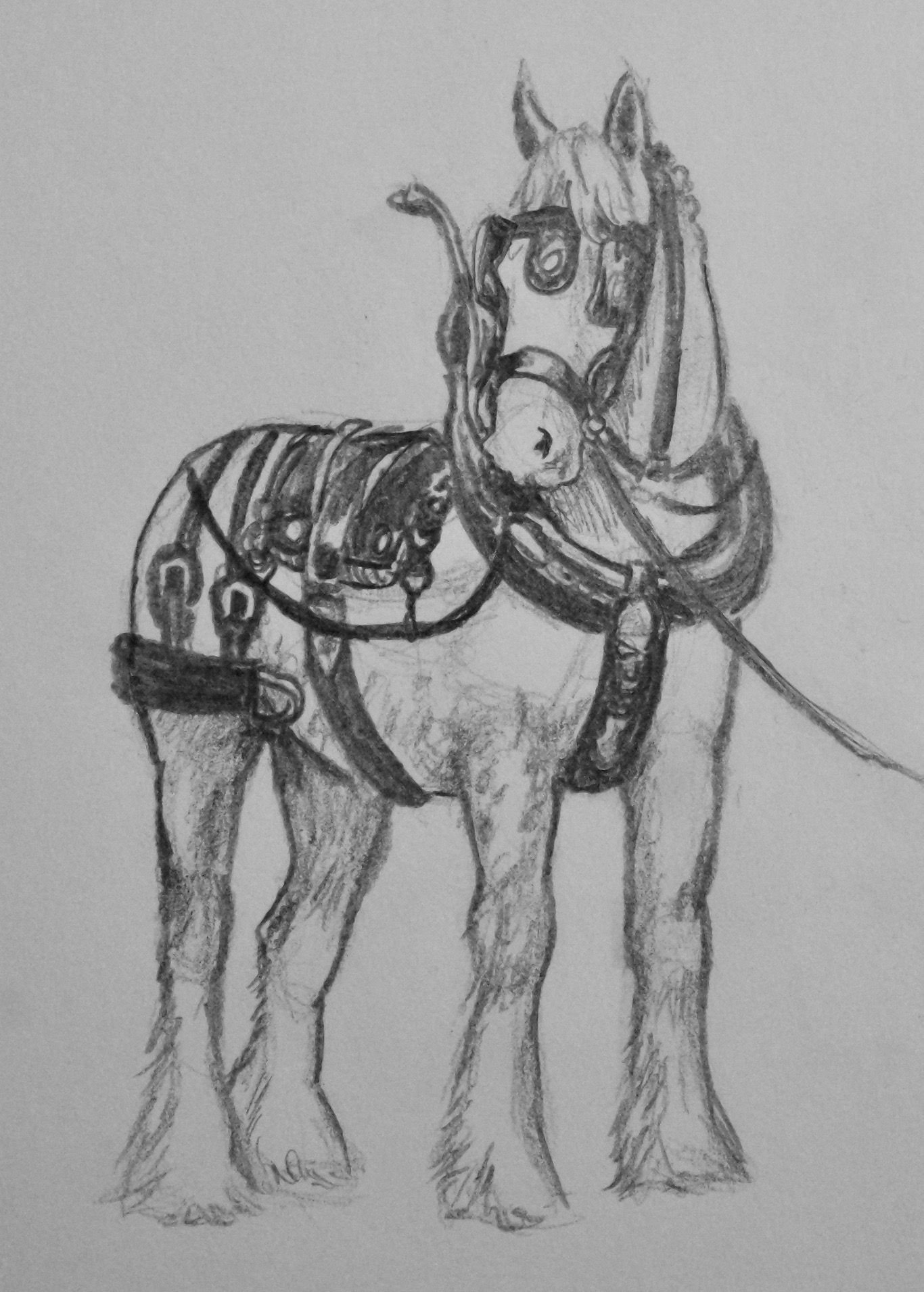 Draft Horse Drawing at Explore collection of Draft