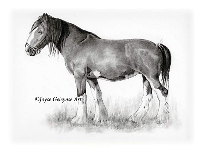 663x500 horse in pencil, art print, draft horse, clydesdale - Draft Horse Drawing