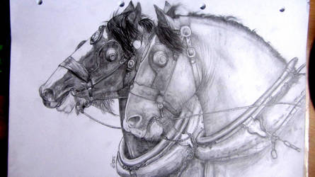445x250 draft horses drawing - Draft Horse Drawing