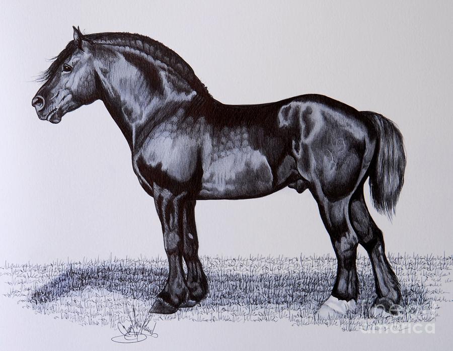 900x698 heavy draft horse series drawing - Draft Horse Drawing