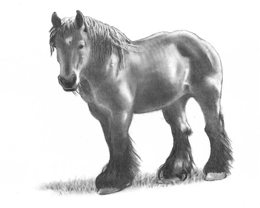 900x722 belgian draft horse in pencil drawing - Draft Horse Drawing