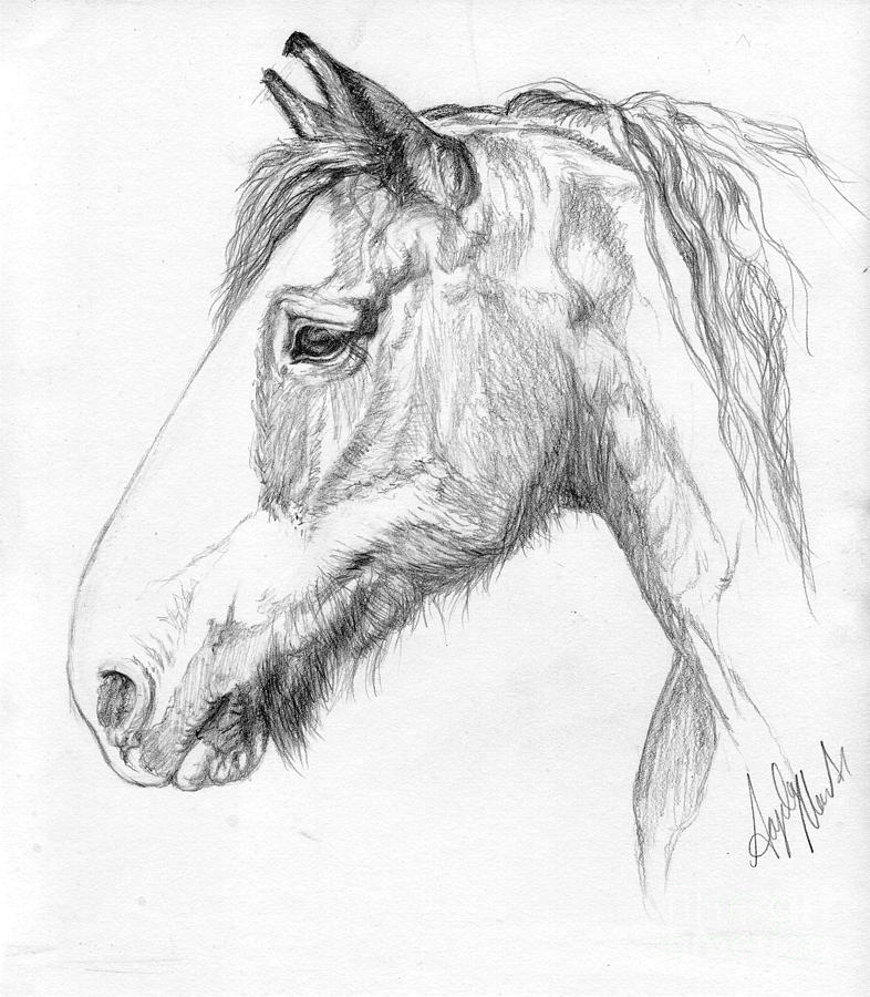 786x900 portrait of a clydesdale drawing - Draft Horse Drawing