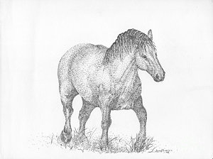 300x224 suffolk punch draft horse drawing - Draft Horse Drawing