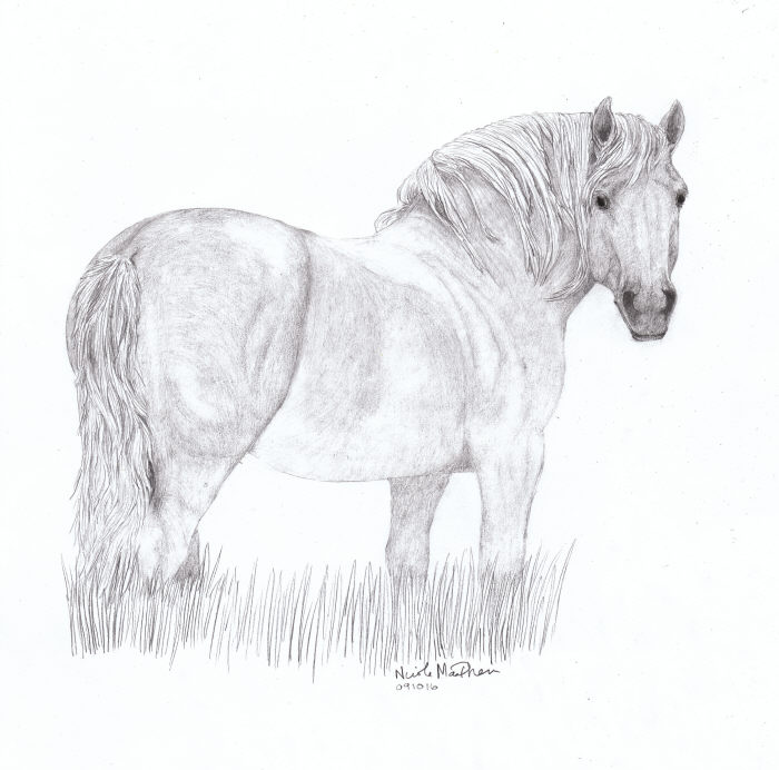 700x692 horse nicole macpherson, artist - Draft Horse Drawing