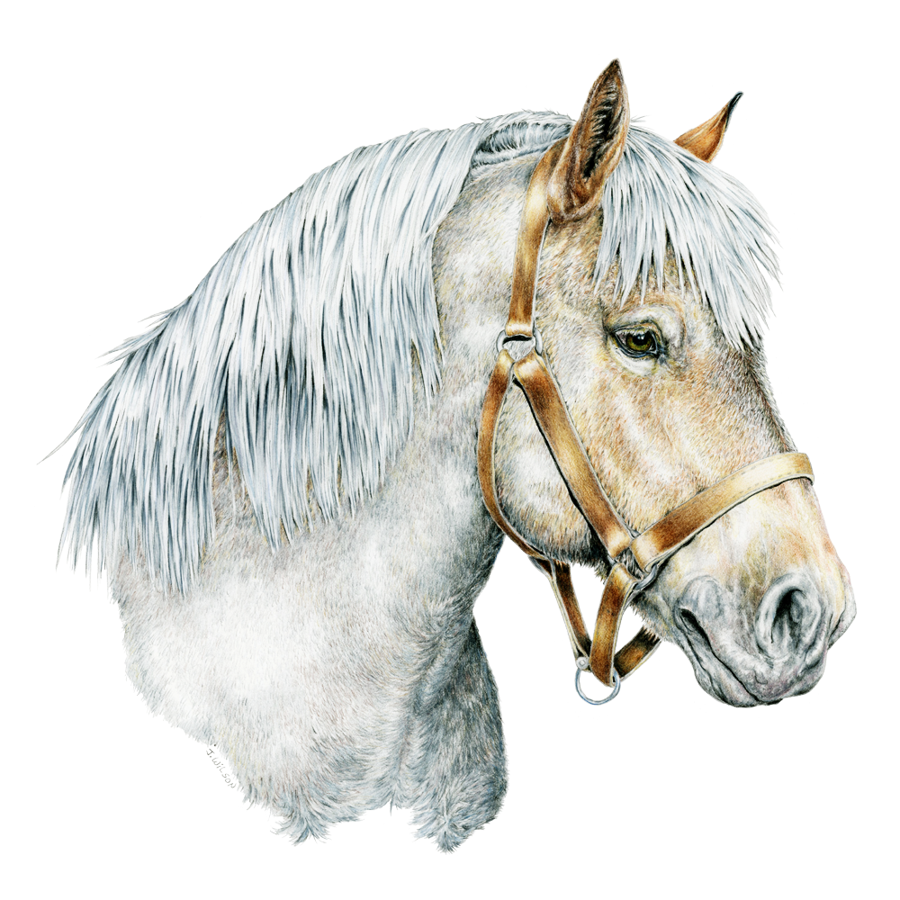 1000x1000 belgian draft horse limited edition print wildlife drawings - Draft Horse Drawing