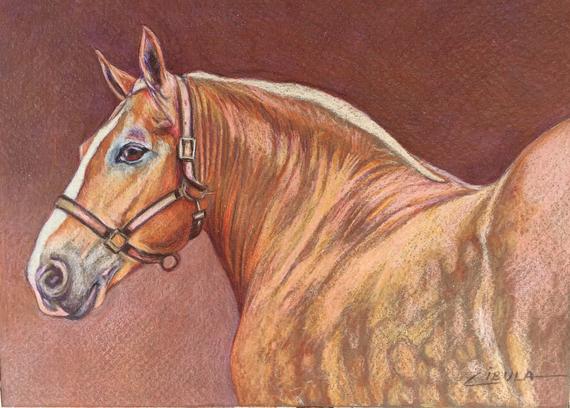 570x408 belgian draft horse original equine art drawing etsy - Draft Horse Drawing