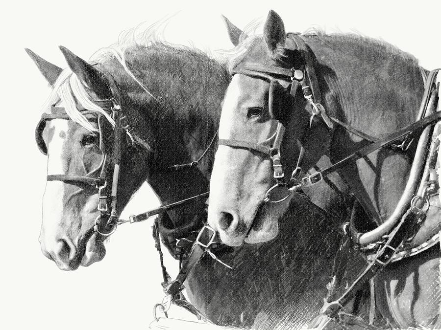 900x675 belgian draft mares drawing - Draft Horse Drawing