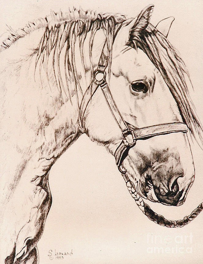 662x861 draft drawing - Draft Horse Drawing