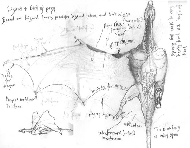 665x520 A Little Dragon Anatomy - Dragon Anatomy Drawing