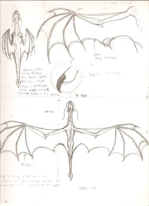 500x688 Novosti My Drawing Stuff Drawings, Dragon Anatomy, Dragon Sketch - Dragon Anatomy Drawing
