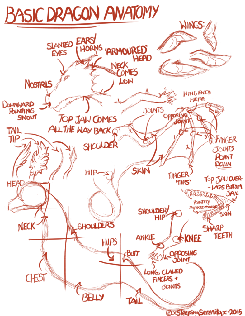 787x1014 Today's Tutorial How To Dragon Anatomy - Dragon Anatomy Drawing
