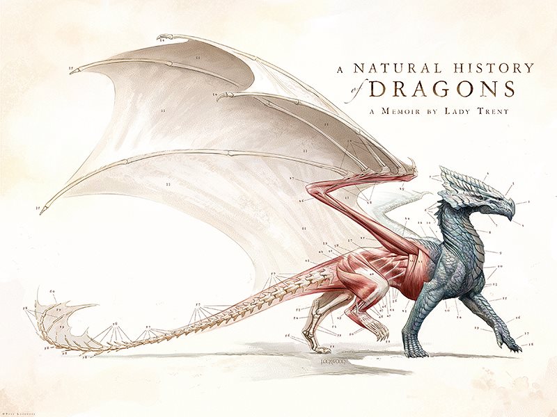 800x600 Dragons The Art Of Todd Lockwood - Dragon Anatomy Drawing