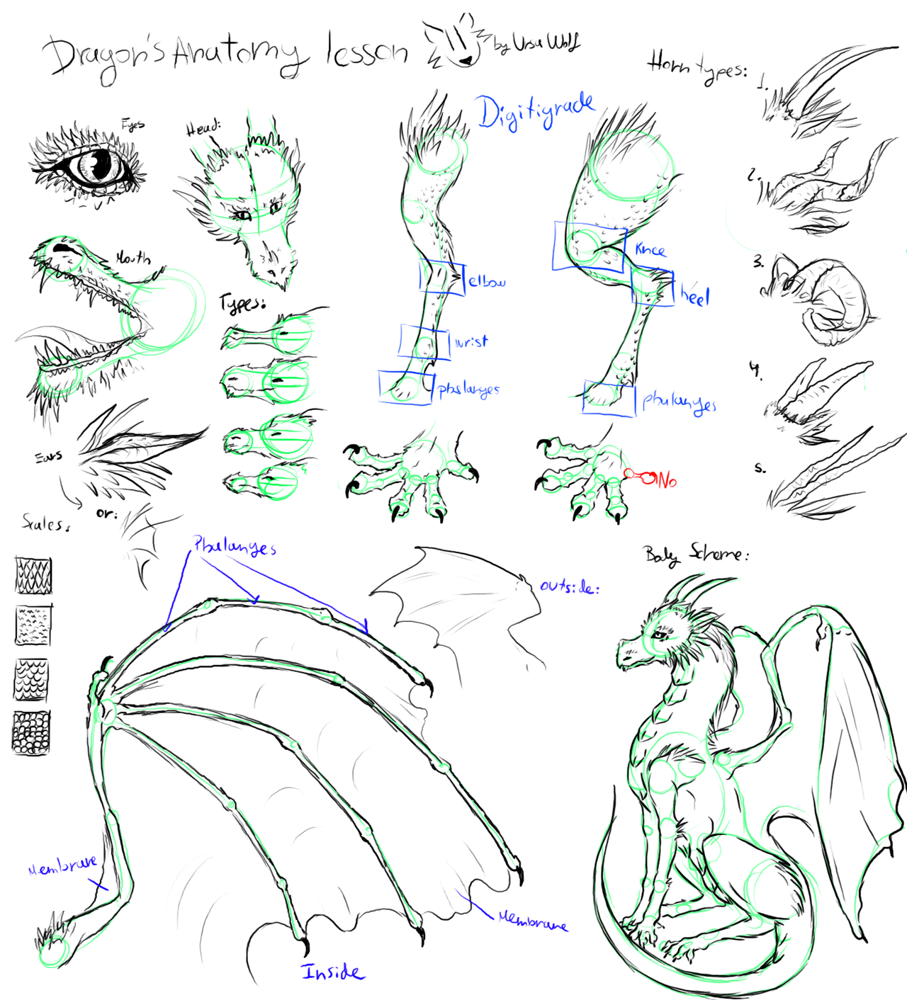 1280x1412 Dragon's Anatomy Lesson - Dragon Anatomy Drawing