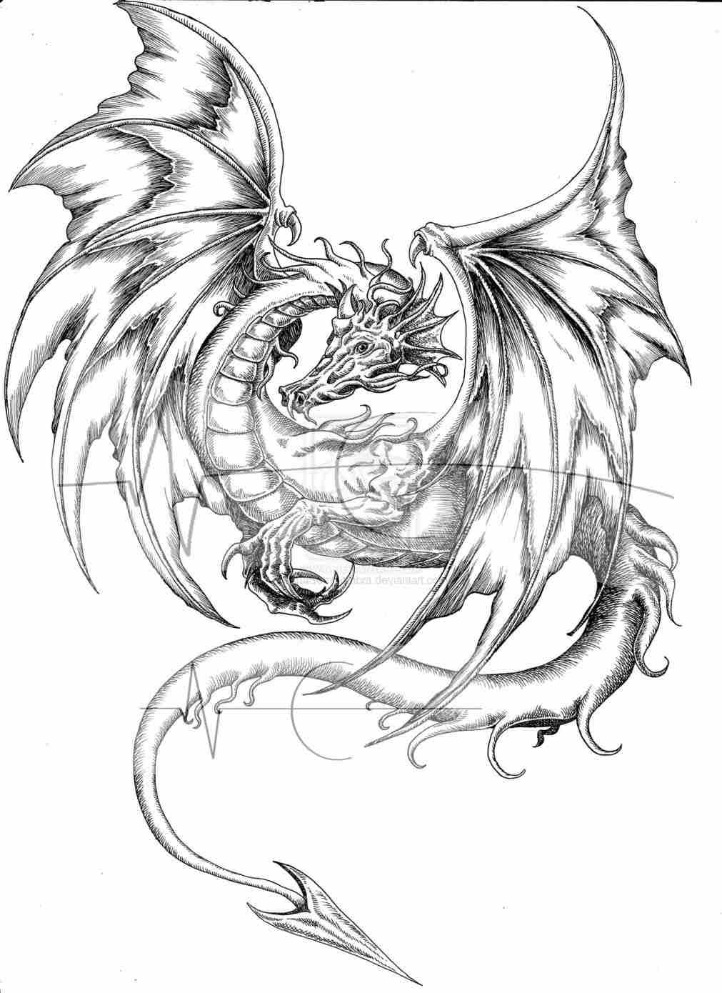 Dragon Body Drawing at Explore collection of
