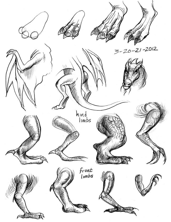 717x930 dragon legs, wings, arms, body parts how to draw mangaanime - Dragon Body Drawing