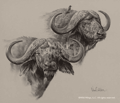 390x336 Ron Van Gilder Original Charcoal Drawing African Cape Buffalo - Dragon Charcoal Drawing