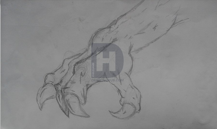 900x537 Dragon Claw Drawing - Dragon Claw Drawing