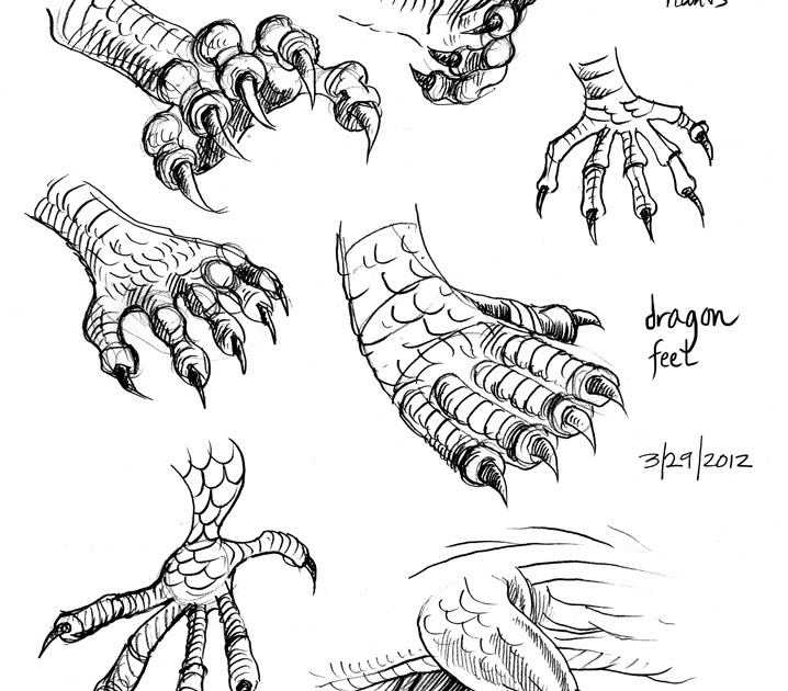 Хищные конечности. Лапы дракона референс. Драконьи лапы референс. Лапа дракона. Лапы с когтями референс.