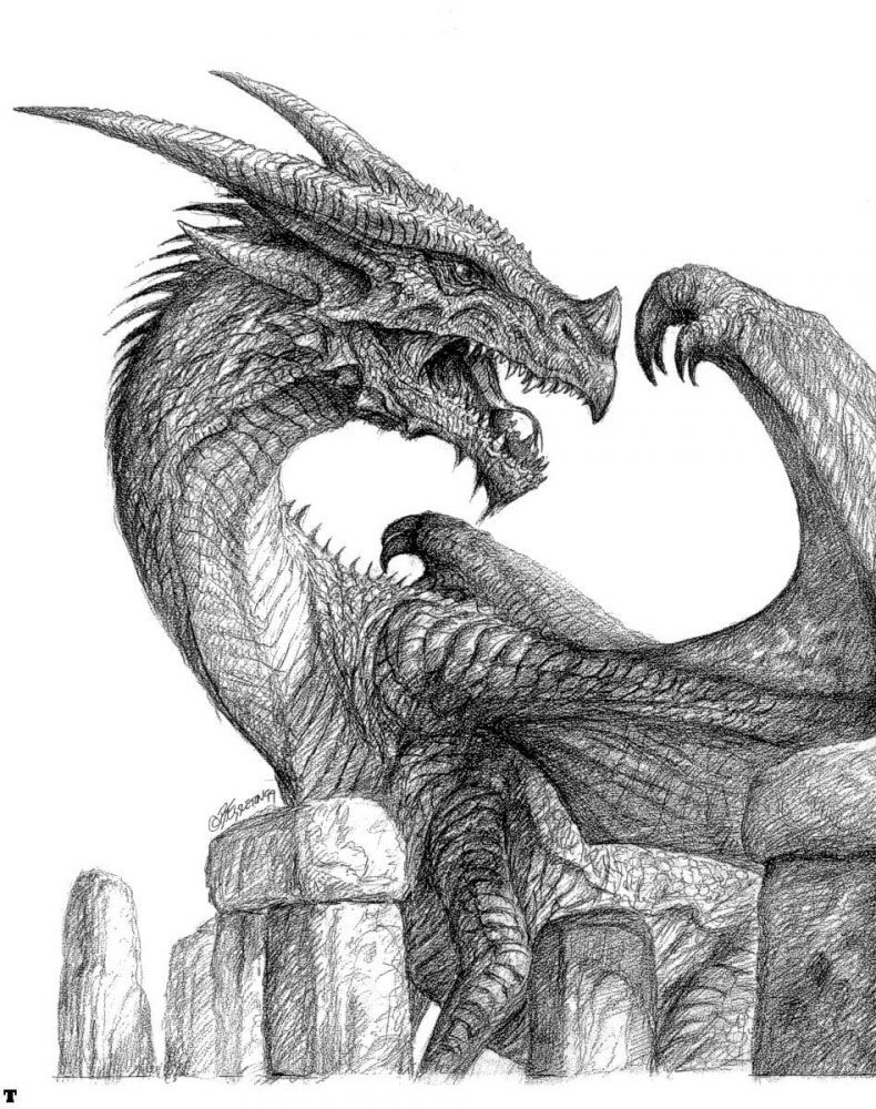 790x1000 Realistic Dragon Drawings - Dragon Drawing Art