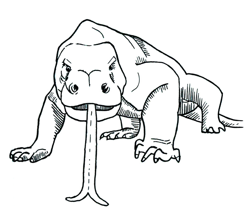 796x696 How To Draw A Komodo Dragon Step - Dragon Drawing Step By Step
