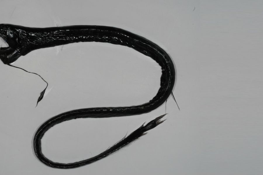 900x600 Making A Monster Black Dragonfish, The Alien Of The Deep - Dragon Fish Drawing