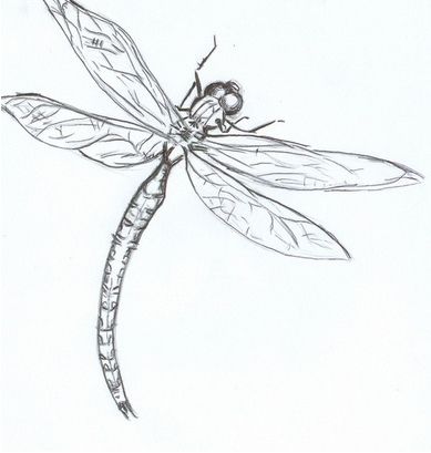 389x409 Dragon Fly Drawings - Dragon Flying Drawing