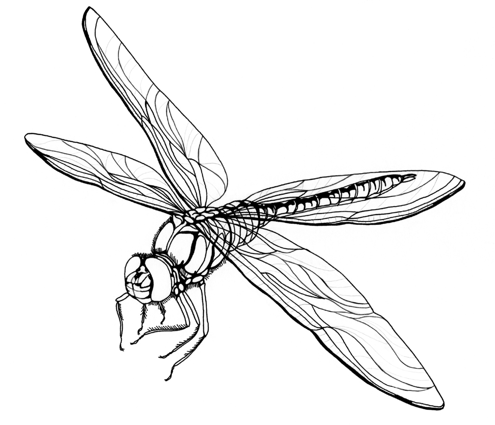 1000x860 Dragon Fly Drawings - Dragon Flying Drawing