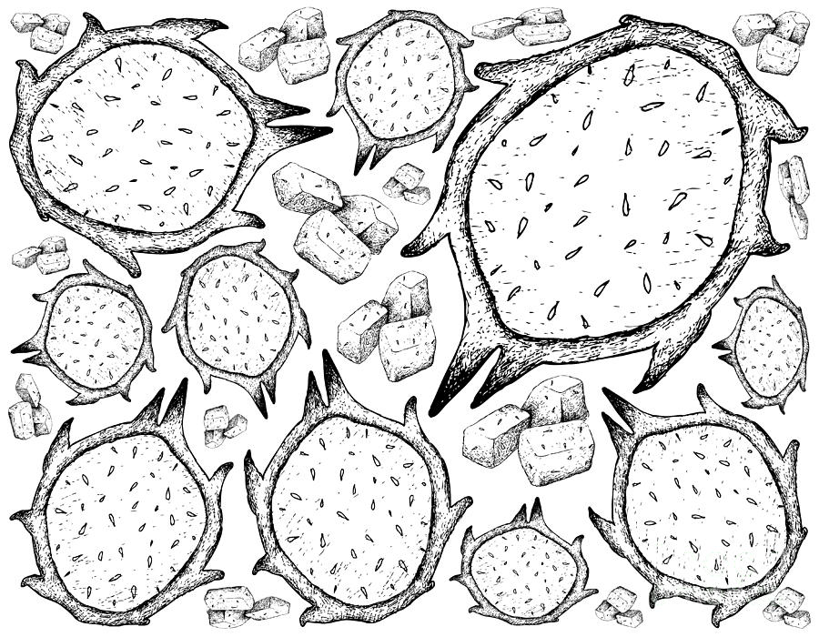 900x700 hand drawn of fresh ripe dragon fruit background drawing - Dragon Hand Drawing