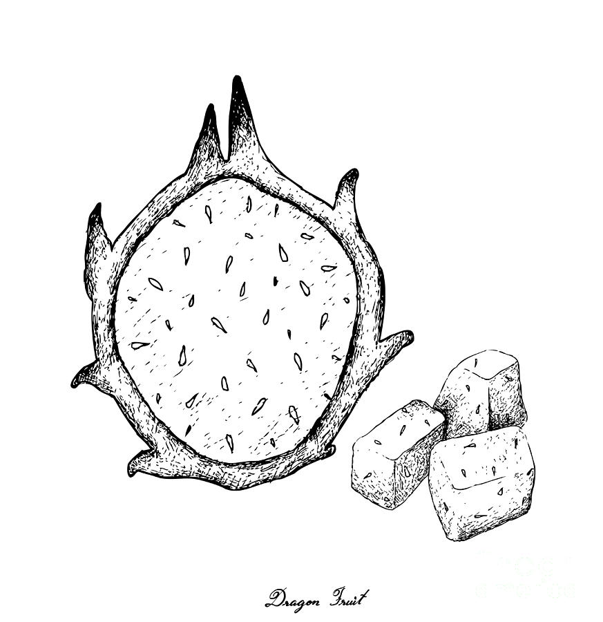 873x900 hand drawn of fresh ripe dragon fruit drawing - Dragon Hand Drawing