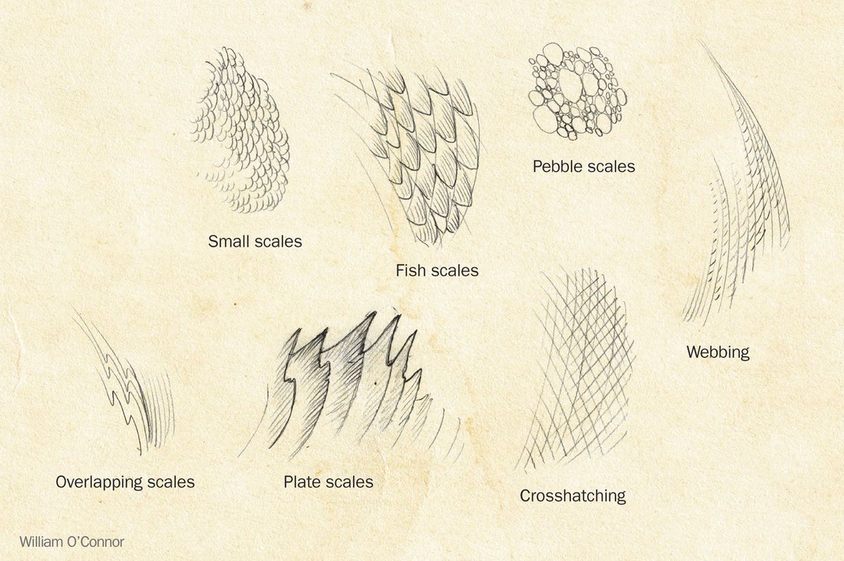 Dragon Scales Drawing at PaintingValley.com | Explore collection of
