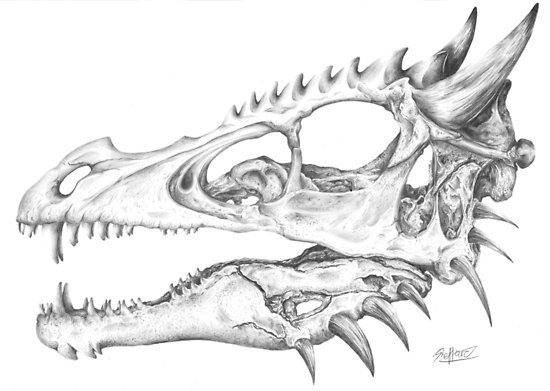 550x391 Realistic Dragon Skull Posters - Dragon Skull Drawing