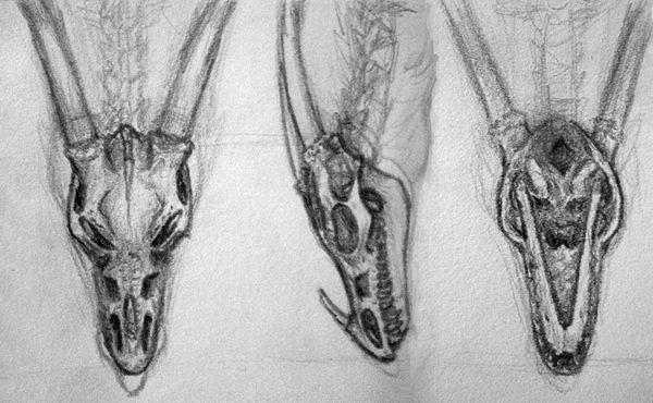 600x370 Dragon Skull Drawing - Dragon Skull Drawing