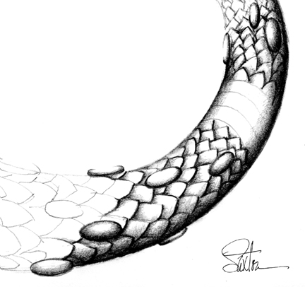 432x406 A Tail Gets Scales Saxton Studio Blog - Dragon Tail Drawing