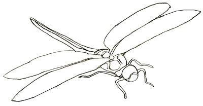400x209 how to draw a dragonfly - Dragonfly Drawing