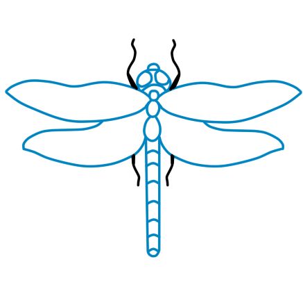 437x426 how to draw a dragonfly steps - Dragonfly Drawing
