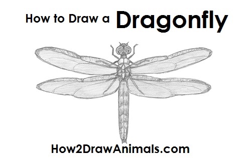 500x315 how to draw a dragonfly - Dragonfly Drawing