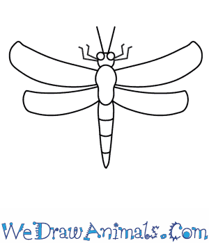 300x350 how to draw a dragonfly - Dragonfly Drawing