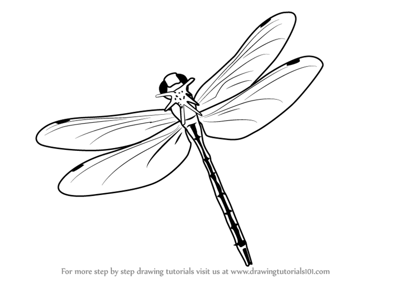 800x566 learn how to draw a flying dragonfly - Dragonfly Drawing
