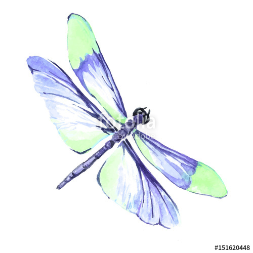 Dragonfly Drawing at PaintingValley.com | Explore collection of ...