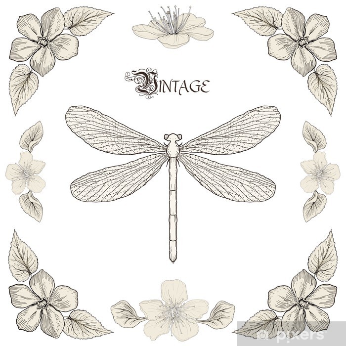 700x700 dragonfly drawing vintage engraving style wall mural pixers - Dragonfly Drawing