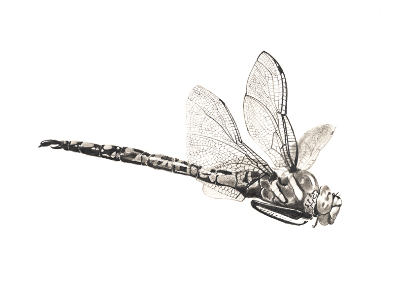800x588 dragonfly in flight - Dragonfly Drawing