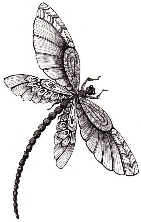 489x771 dragonfly dragonfly - Dragonfly Drawing