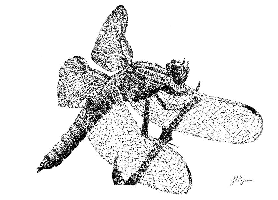 900x648 dragonfly drawing - Dragonfly Drawing
