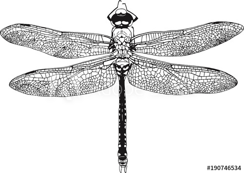 500x356 dragonfly graphic realistic line ink drawing - Dragonfly Drawing